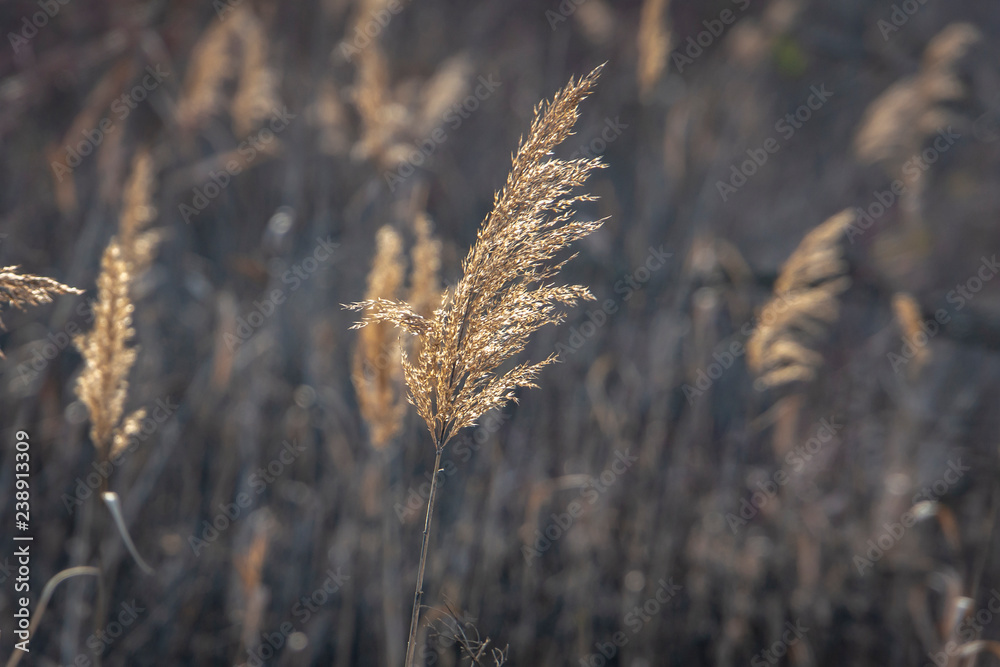 Fototapeta premium Selective soft focus close-up of fluffy dry reeds on the blurred brown background. Interesting nature concept for design.