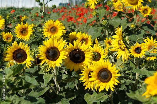 Sunflowers