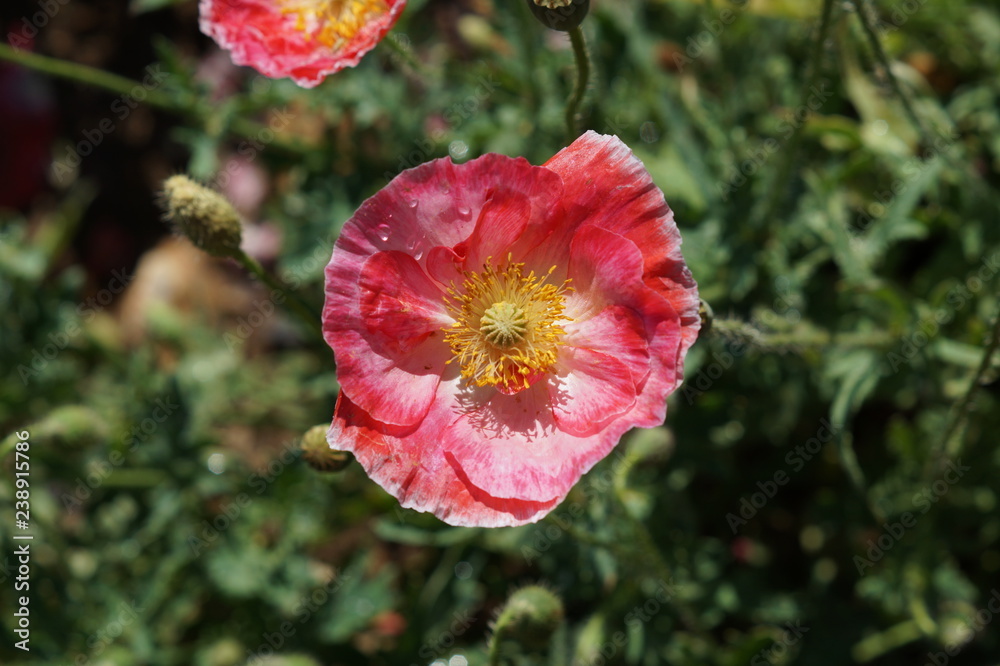 Pink Poppy Pink Poppy