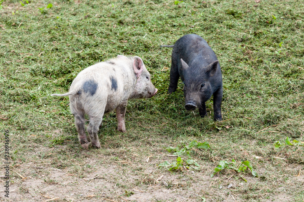 Happy young pigs piglets organic farm, playing outside, green grass Happy young pigs piglets organic farm, playing outside, green grass