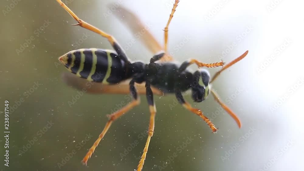wasp crawling on the window, bottom view, tracking panorama wasp crawling on the window, bottom view, tracking panorama