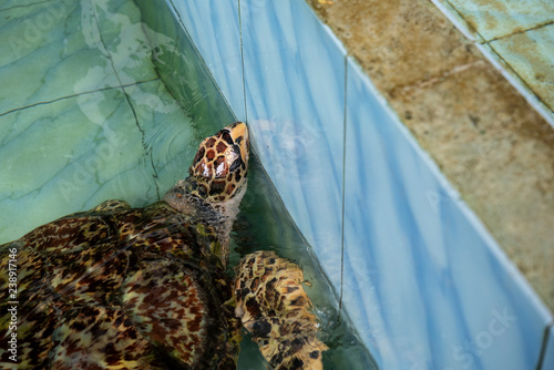 hawksbill turtle in pond 