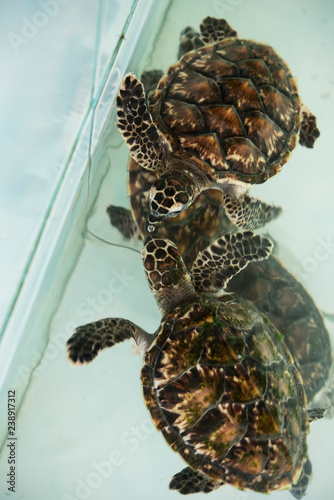 baby turtles