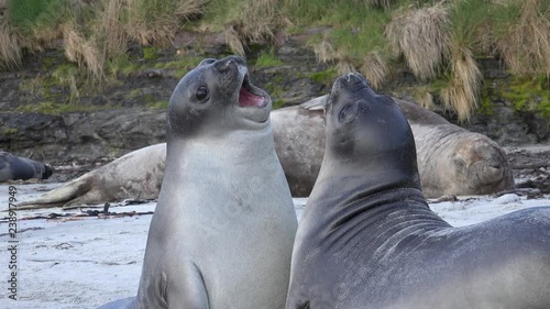 Young southern elephant seals play on the beach in mutual showdown on Sea Lion Island, Falkland Islands