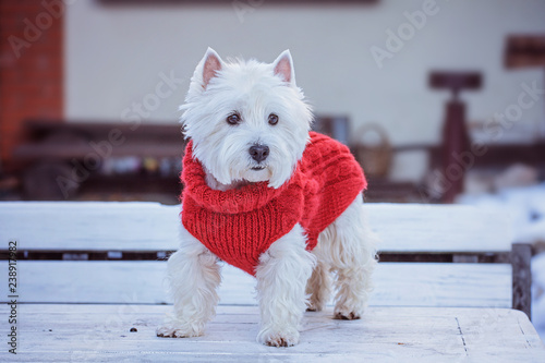 white cute little dog  highland terrier