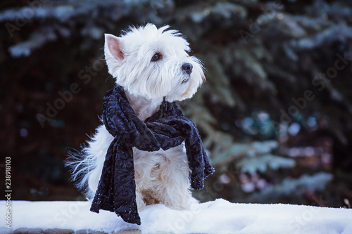 white cute little dog