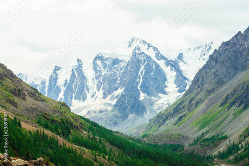 View on wonderful glacier behind coniferous forest. Giant amazing snowy mountain range under cloudy sky. Huge rocky mountainside. Rich vegetation of highlands. Atmospheric landscape of majestic nature
