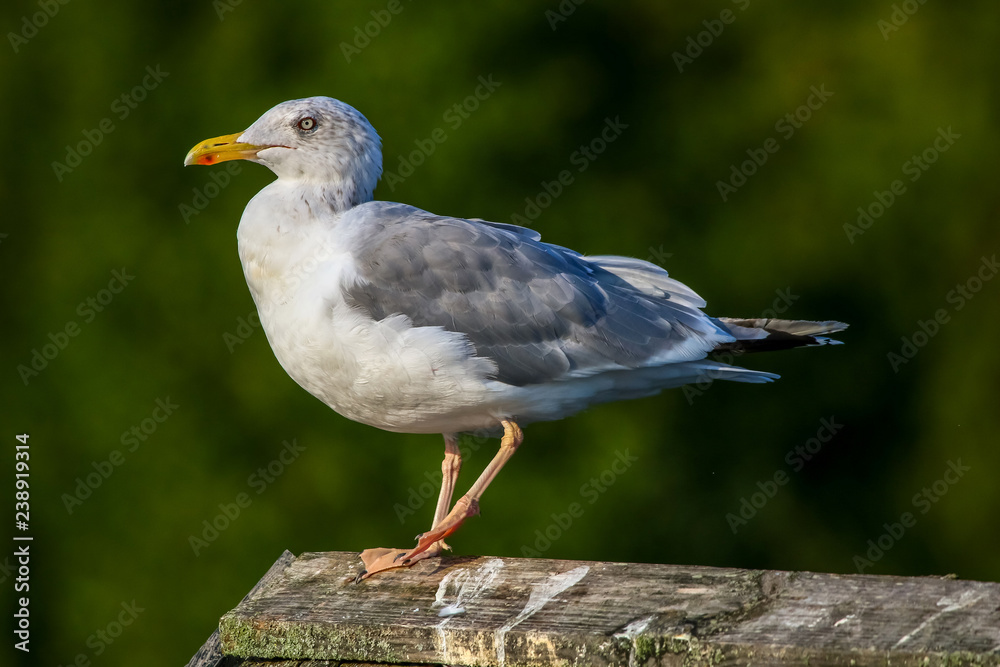 Seagull standing against natural green background. Seagull standing against natural green background.