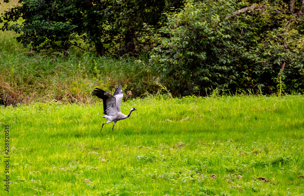 Sandhill Cranes In Flight Sandhill Cranes In Flight