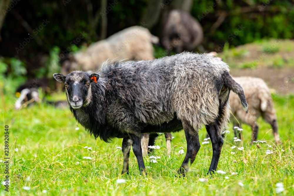 Fototapeta premium Male sheep grazing grass