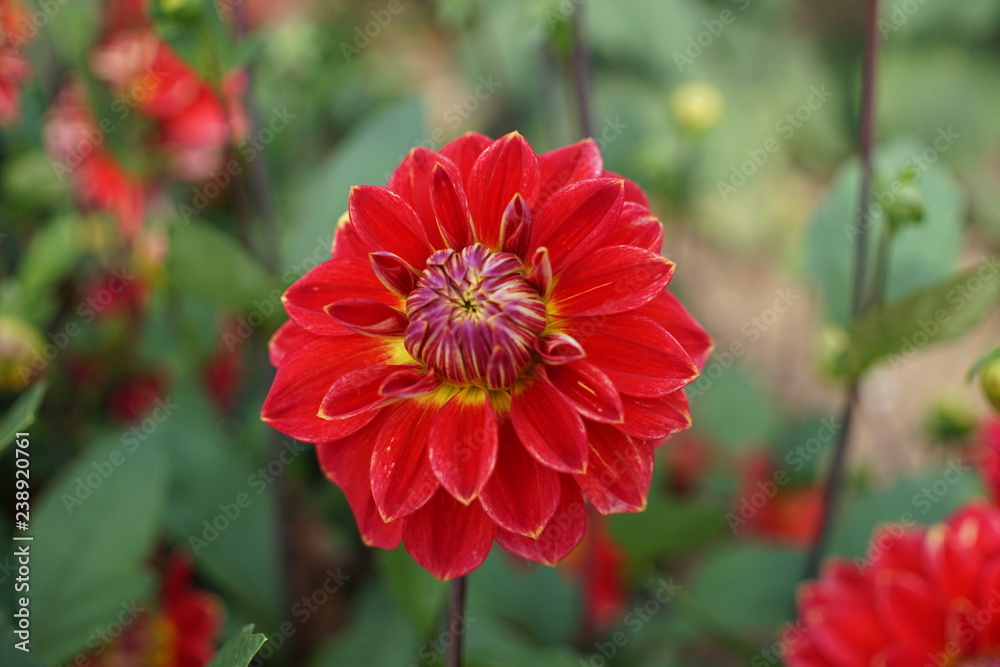 Dahlia Dahlia