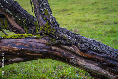 umgestürzter Baum vermoost