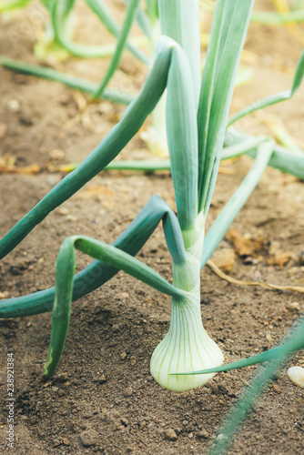 Onion growing in garden. © Natallia