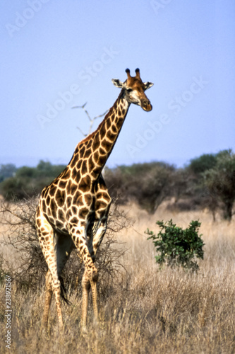 Giraffe   Giraffa camelopardalis   Kruger National Park  Mpumalanga  South Africa  Africa