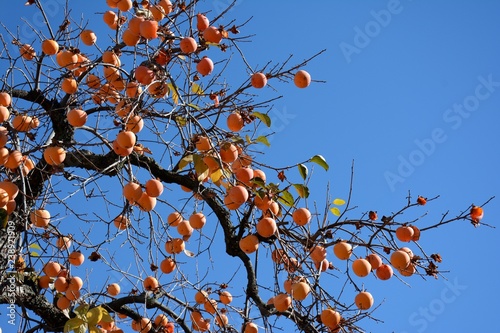 Caqui o palosanto, con sus frutos en otoño photo