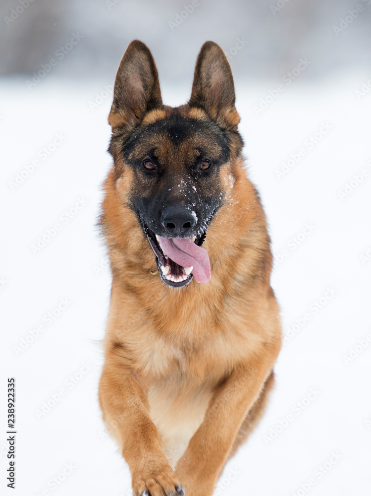 shepherd dog in winter