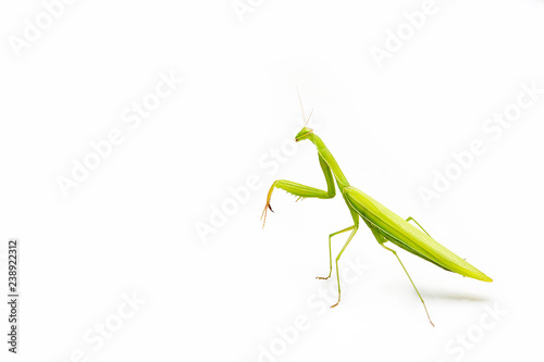 Green mantis isolated on a white background. Space for Text. © Thirawatana