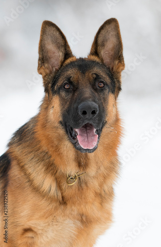 shepherd dog in winter