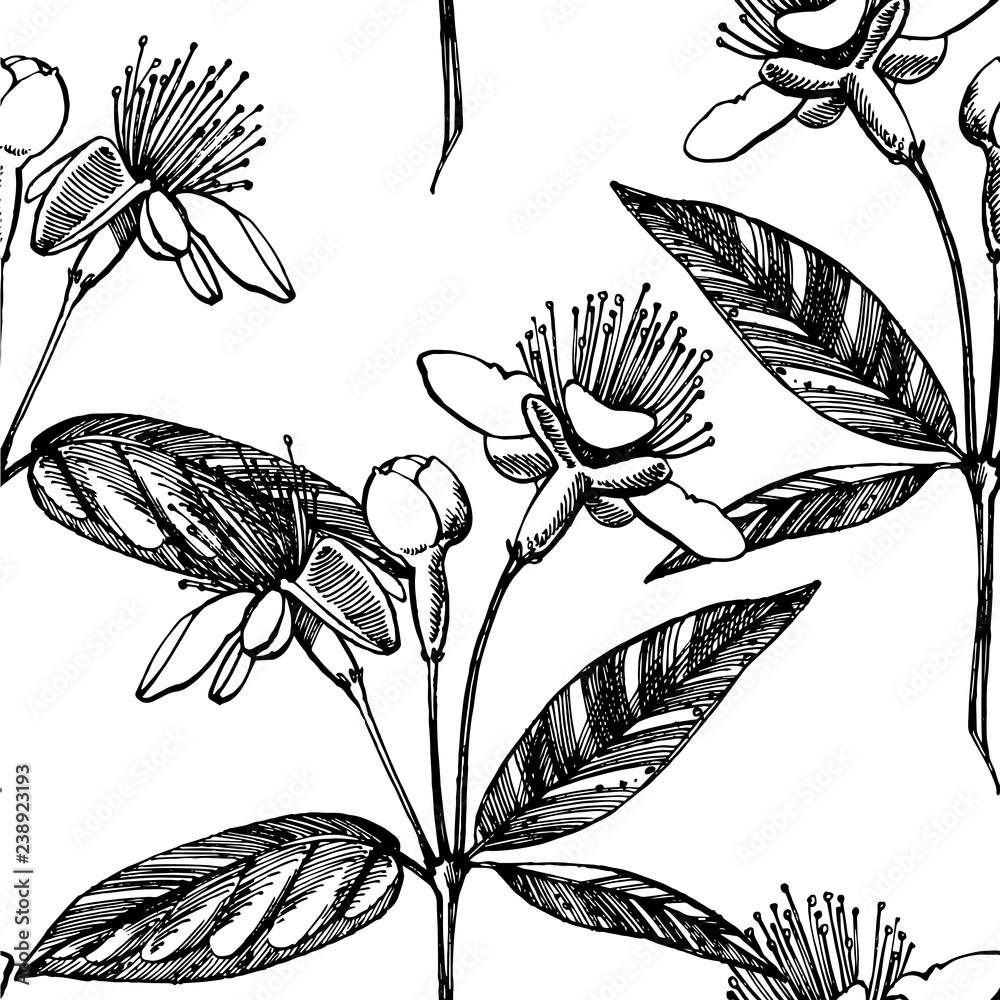 Collection of feijoa fruit, flower, leaves and feijoa slice. Vector hand drawn illustration.