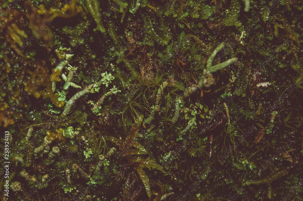 Forest moss in macro photography. Separate living world.