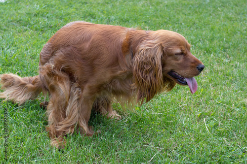 Photography Dog defecation on the lawn,dog cocker spaniel shitting on floor for excrement po