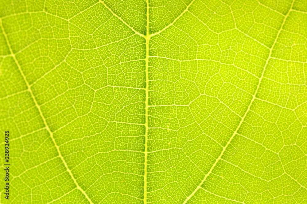 Obraz premium Green leaf texture. Macro