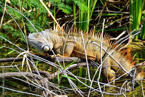 gr  ner leguan guatemala