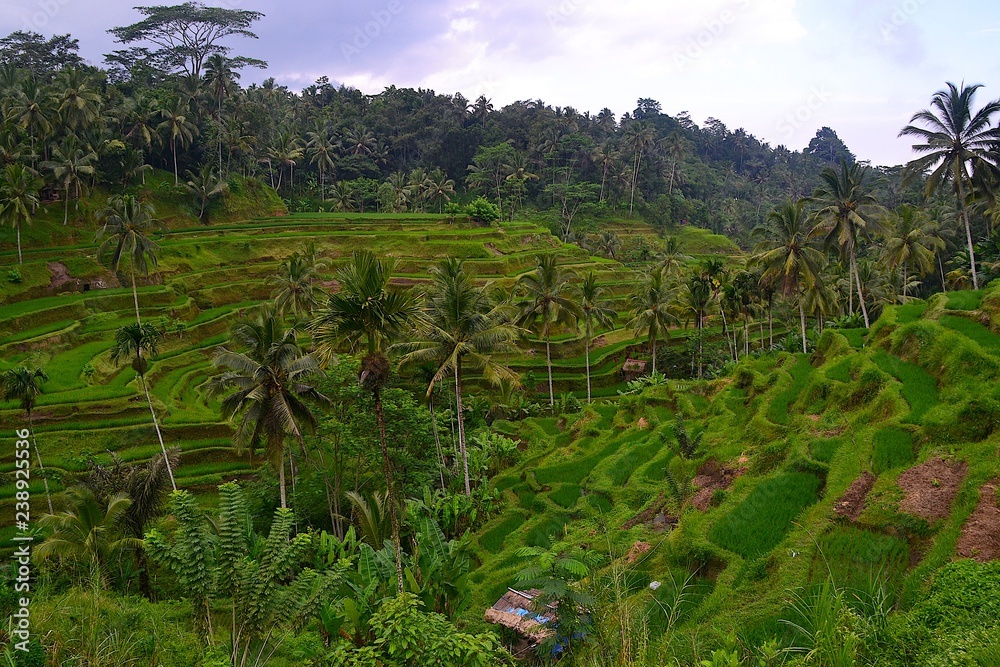 Reiseterrassen Bali