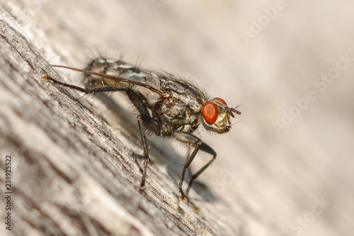 insects, fly, macro, on wooden background