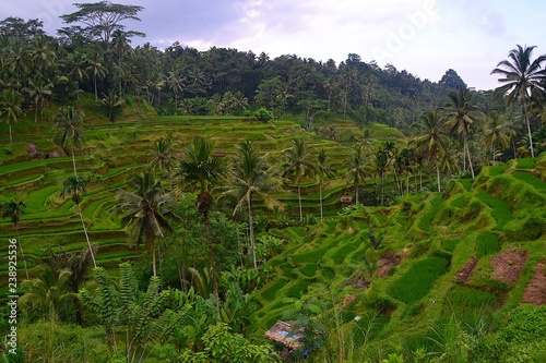 Reiseterrassen Bali