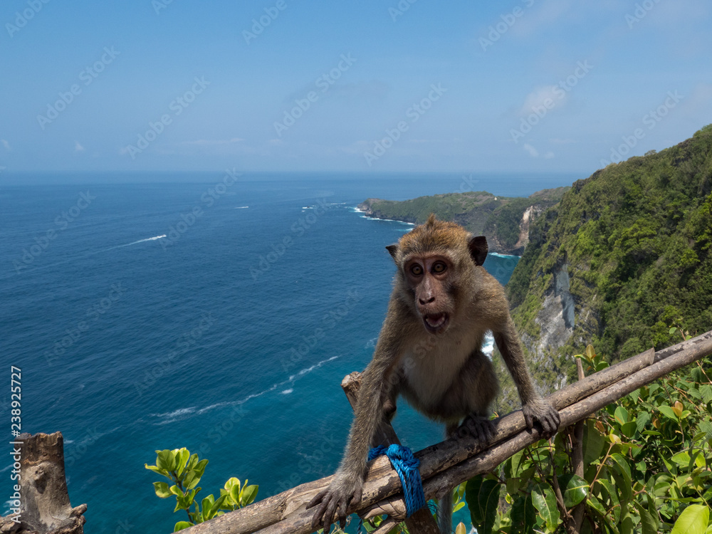 Naklejka premium Monkey in Manta Bay or Kelingking Beach on Nusa Penida Island, Bali, Indonesia. November, 2018