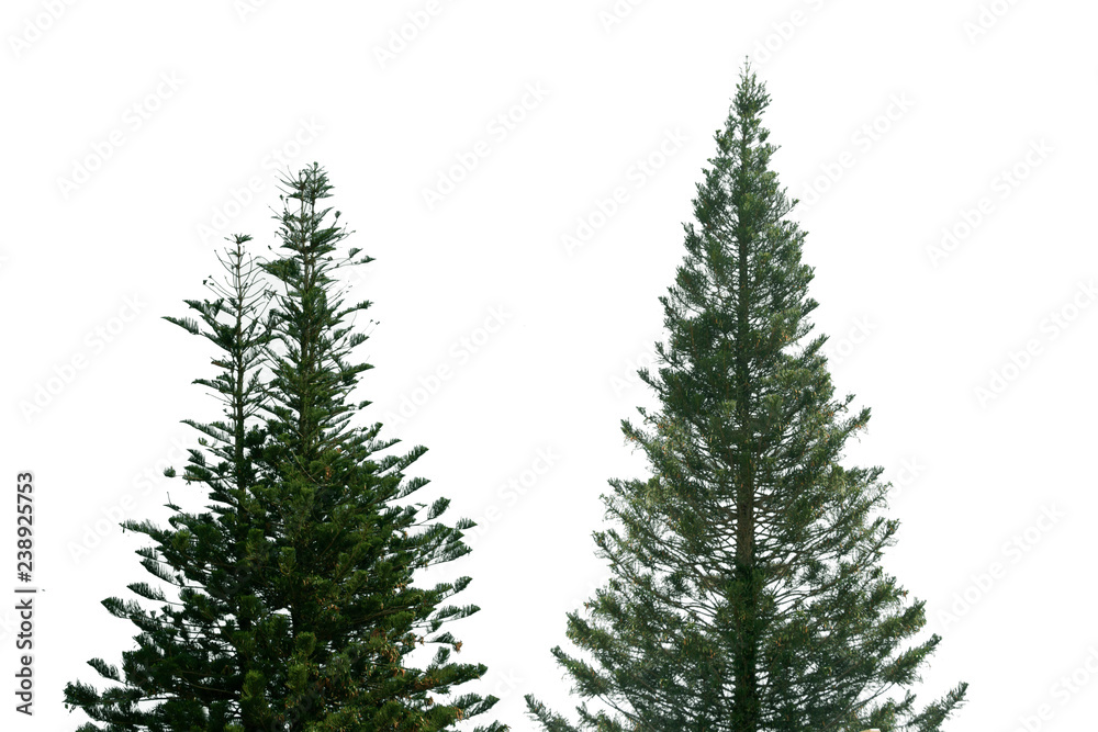 Obraz premium tree isolated on white background