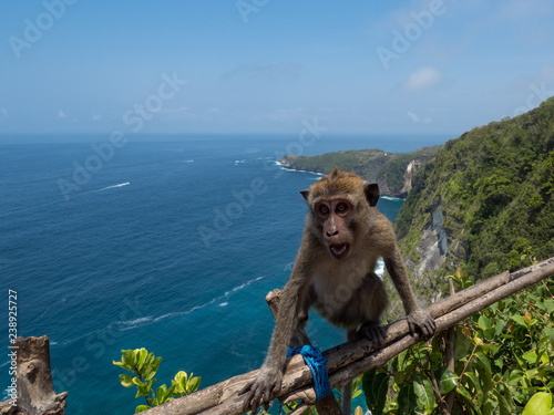 Monkey in Manta Bay or Kelingking Beach on Nusa Penida Island, Bali, Indonesia. November, 2018 © ikmerc
