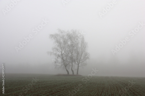 Autumn. November. Among the field in dense fog silhouettes of three birches are looked through.