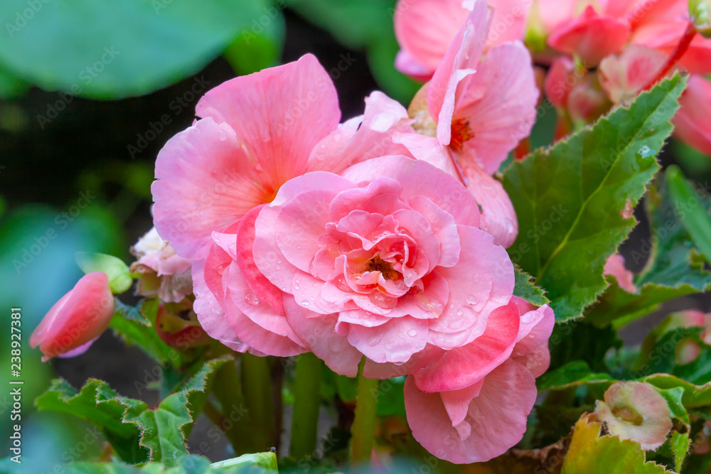 Pink begonia flower with rain drops , close up Pink begonia flower with rain drops , close up