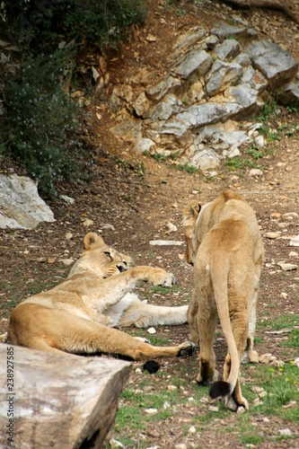 Lions photo