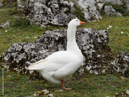 Oie de Diepholz au plumage blanc photo