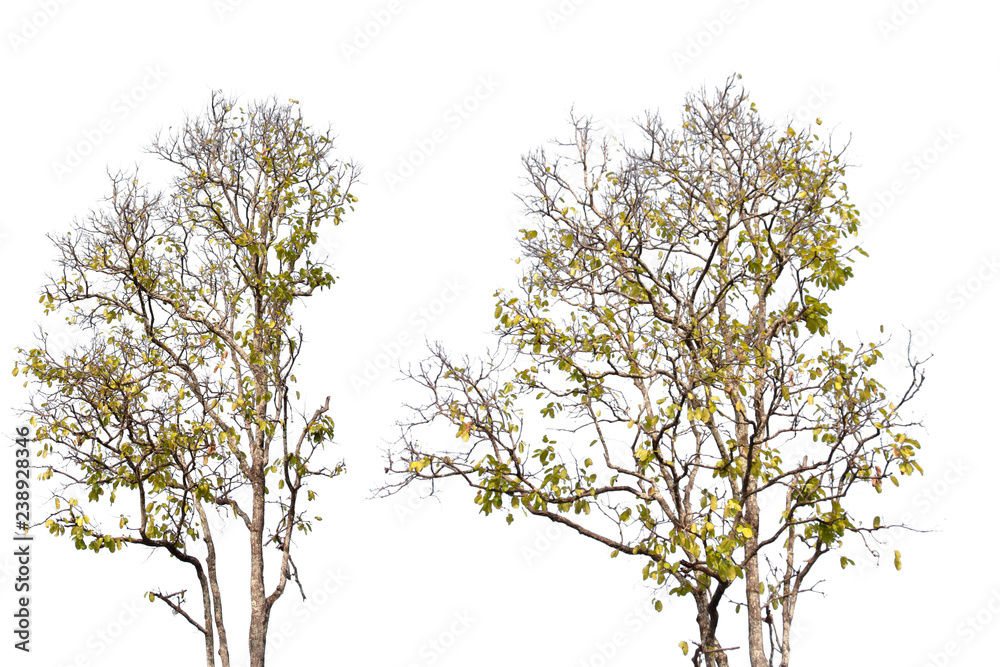 tree isolated on white background