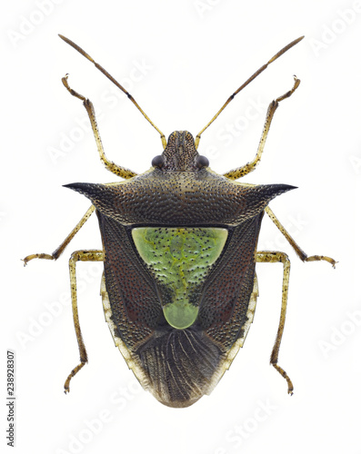 Bug Carbula scutellata on a white background photo