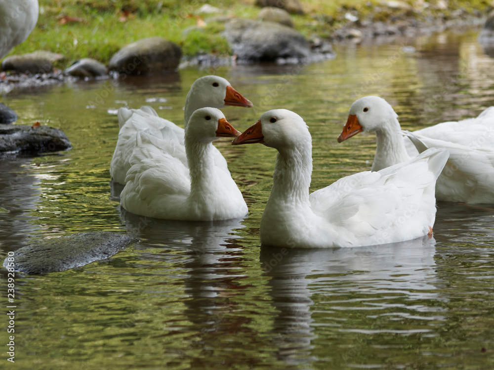 Troupeaux d'oies de Diepholz nageant  le long d'un cours d'eau