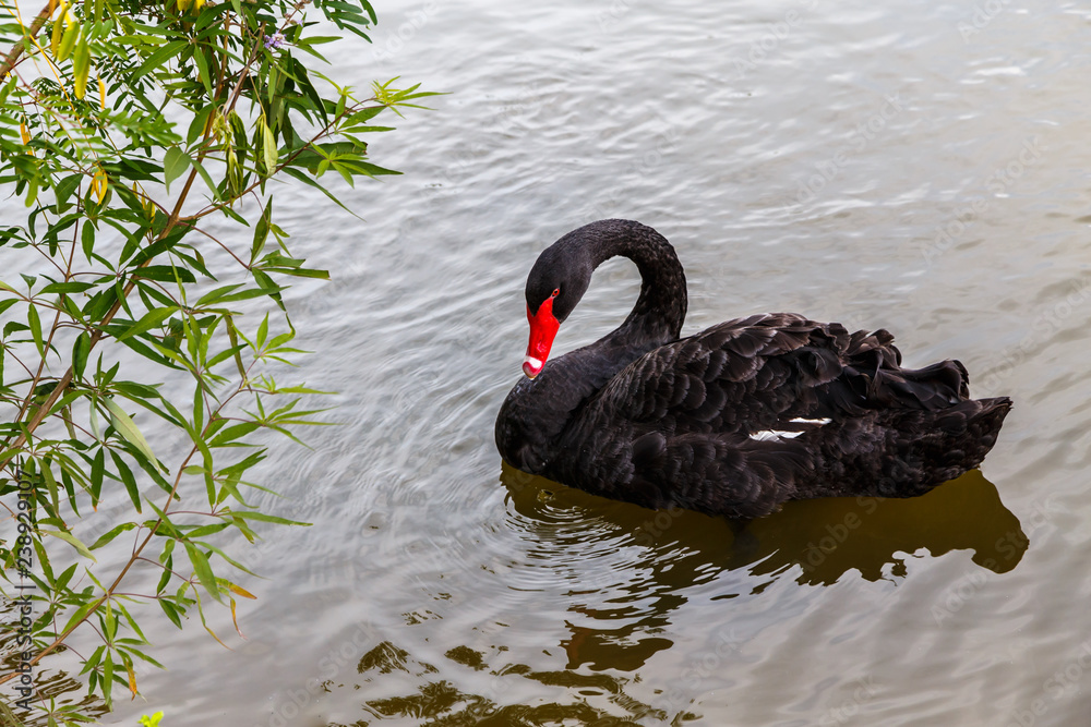 Naklejka premium Elegant black swan floating on the lake surface.