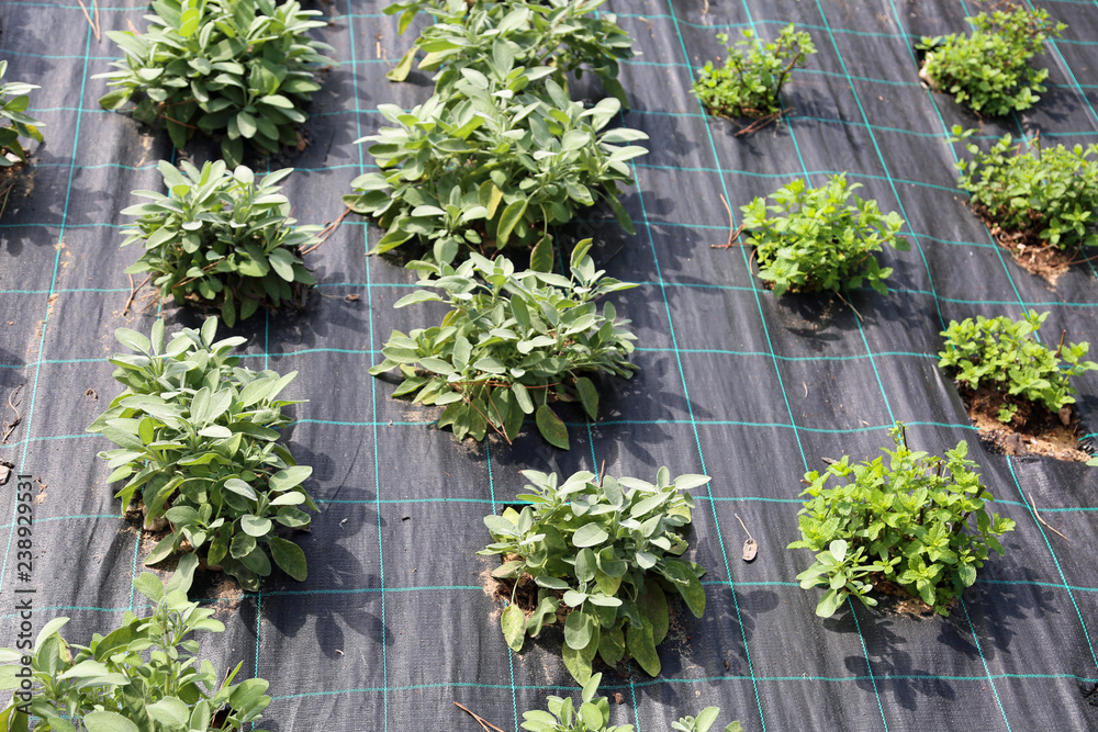 lots of sage and oregano plants in the botanical garden