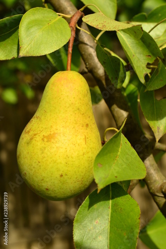 Pear in the garden grown without GMO