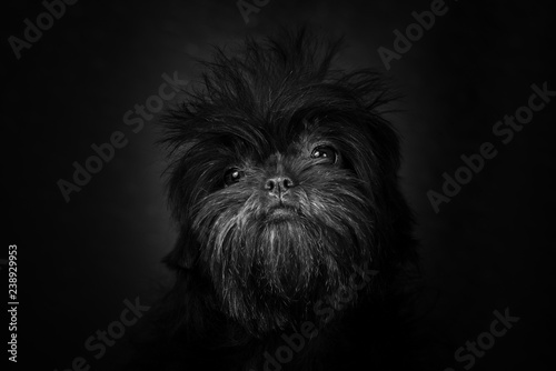 Portrait of the Affenpinscher is black and white.