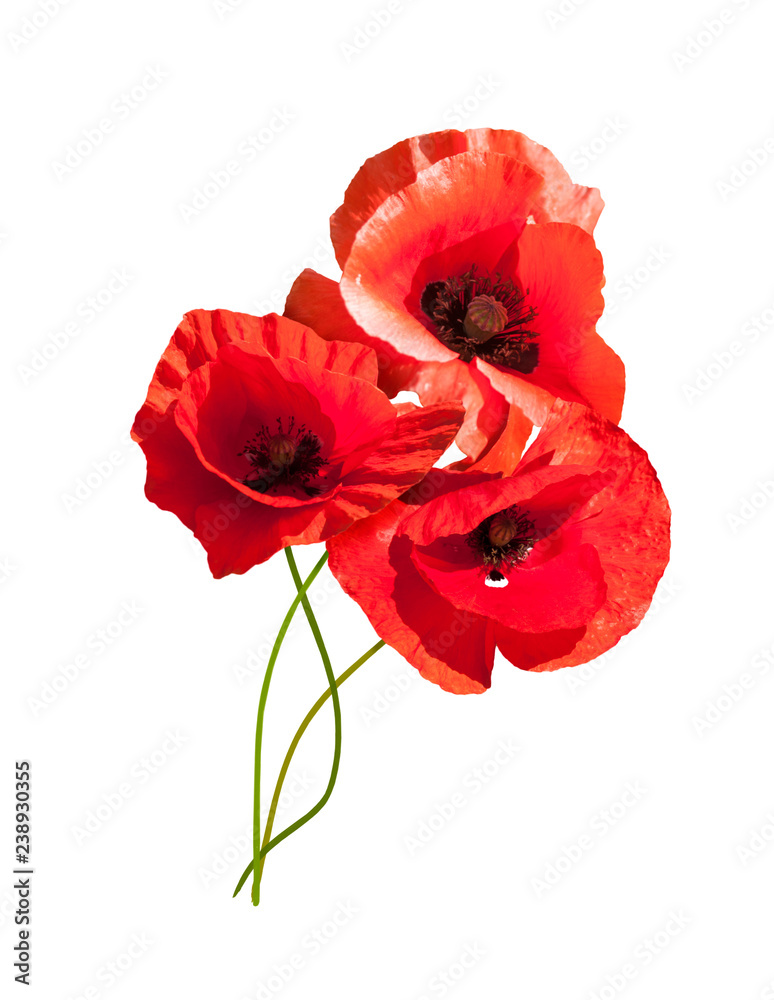 Beautiful bouquet of wild red poppies on a white background. Beautiful bouquet of wild red poppies on a white background.