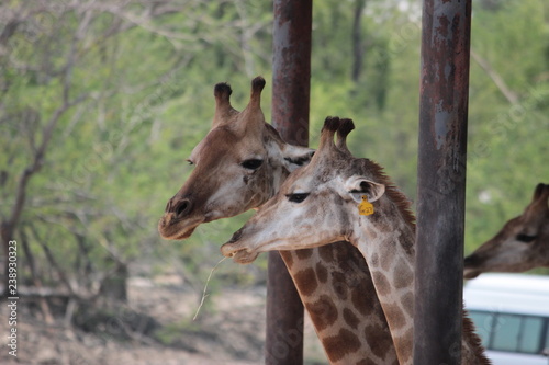Photography giraffe in the zoo