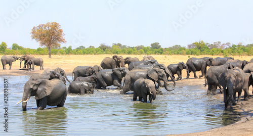 Large herd of african elephants congregate and have fun at a waterhole with a pale blue sky and natural bush background in Hwange National Park  Zimbabwe