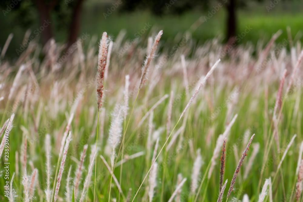 Morning scene landscape of wild grass flower in the meadow blowing in the wind for background and environment concept. Morning scene landscape of wild grass flower in the meadow blowing in the wind for background and environment concept.