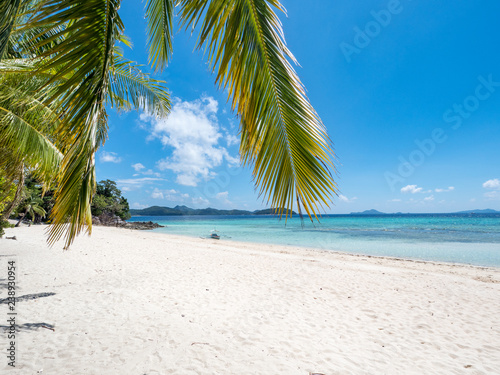 Fototapeta Naklejka Na Ścianę i Meble -  Green palm tree on a white sand beach. Malcapuya island, Coron, Philippines. November, 2018