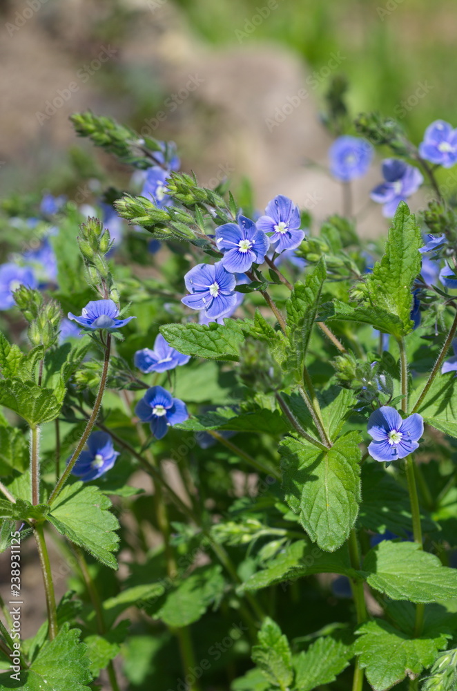 Blooming Veronica chamaedrys flowers Blooming Veronica chamaedrys flowers